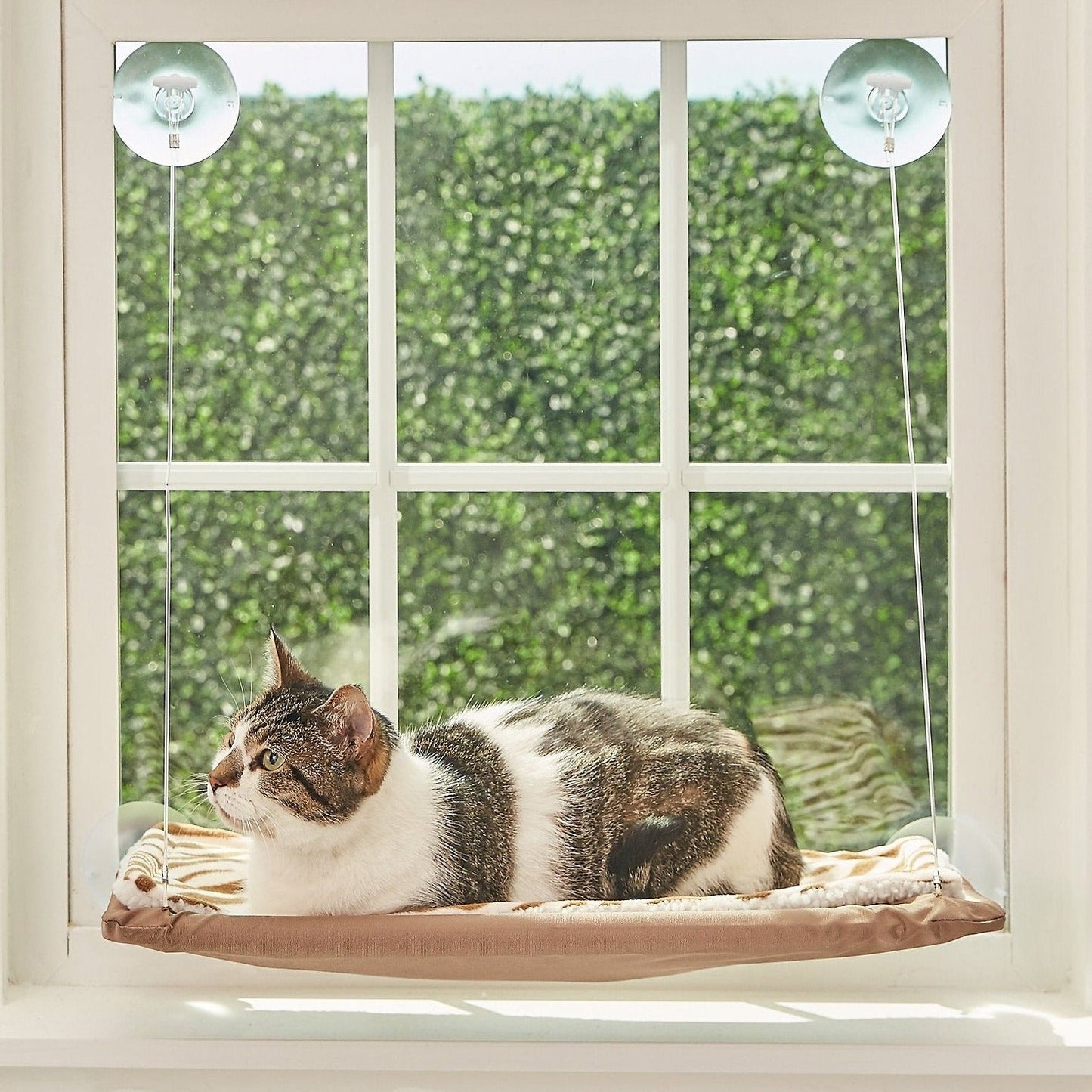Cat Window Hammock